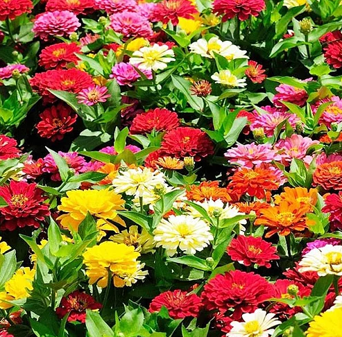 Avail the Organic and Best Herb Seeds for Your Garden