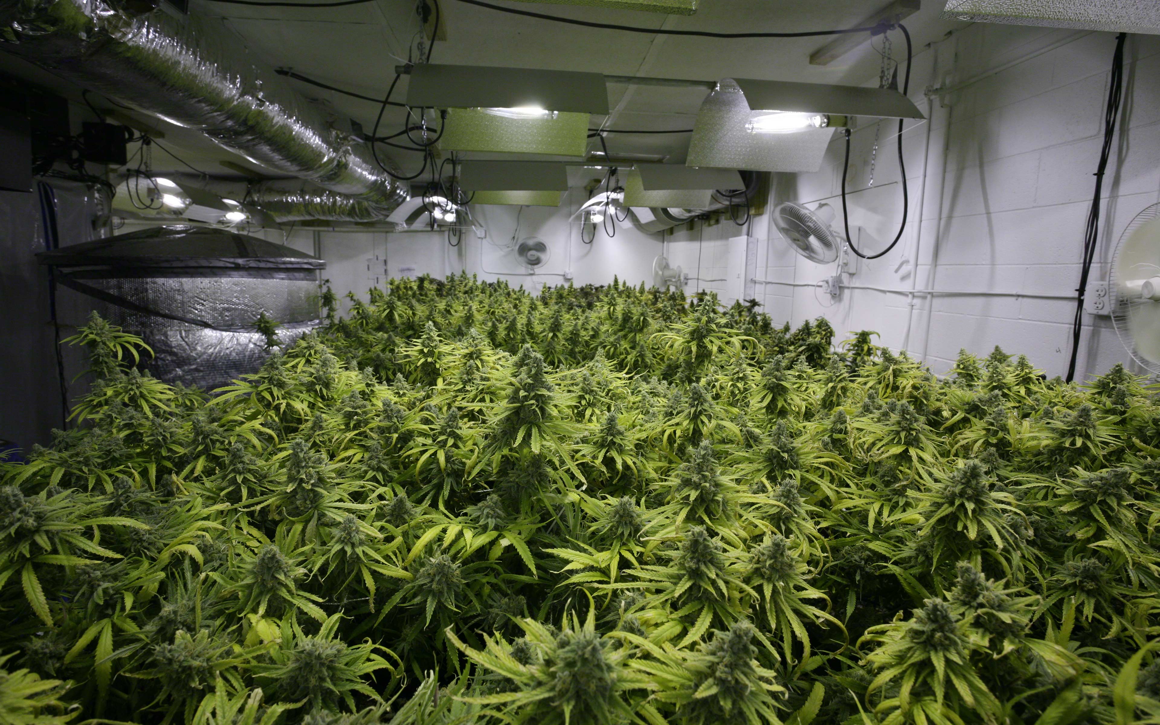 What Are The Benefits Of Hydroponic Farming Compares To Soil Farming?