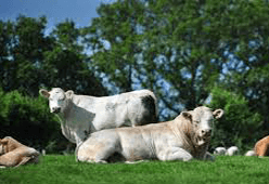 Find The Best Cattle Feed Manufacturer - SSCL