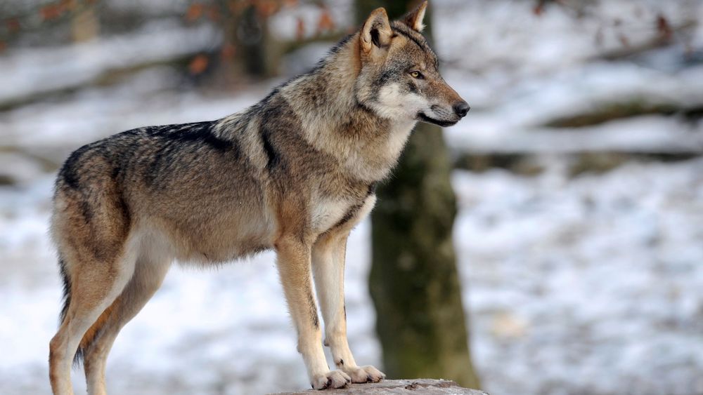 Wolf protection