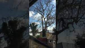Tree Surgeons Dartford