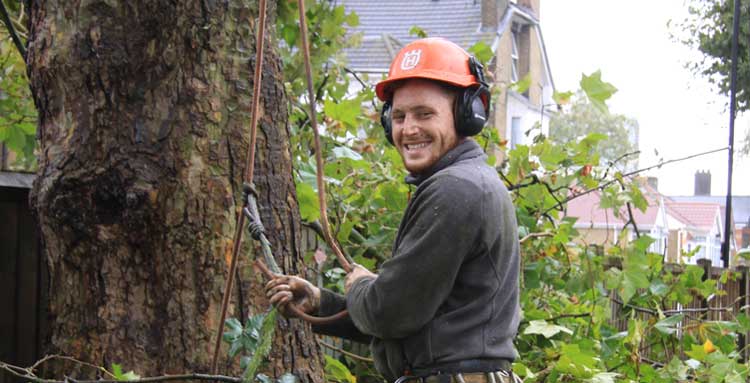 Tree Surgeons Dartford