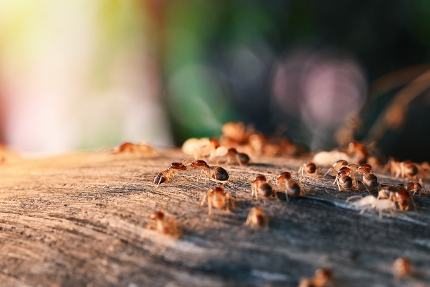 Hire the Best exterminators for Termites Removal in Nassau County