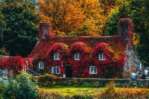 5 reasons why Choose Kangaroo Paw Landscapers: