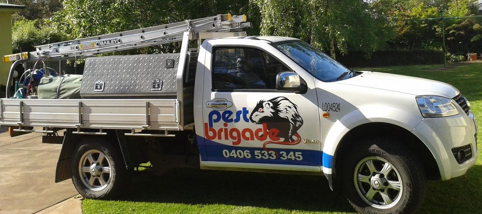 Everything You Need To Know About The Pest Inspections 