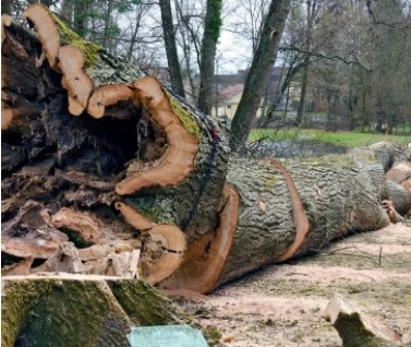 Tree Stump Removal
