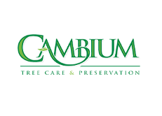 Gulfport Tree Service