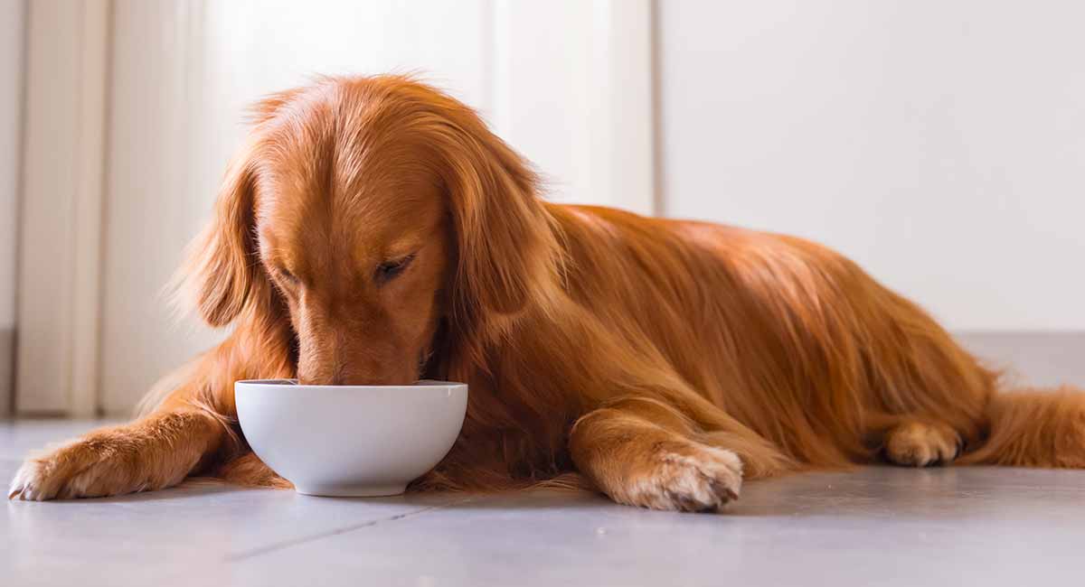 Symptoms of Your Dog's Allergies