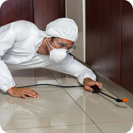 One Of Best Professional For Borer Control In Adelaide: Pestico Pest Control Adelaide
