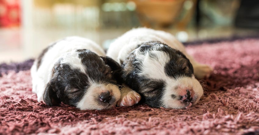 Want to Buy a Puppy? Know-How You Can Do So!