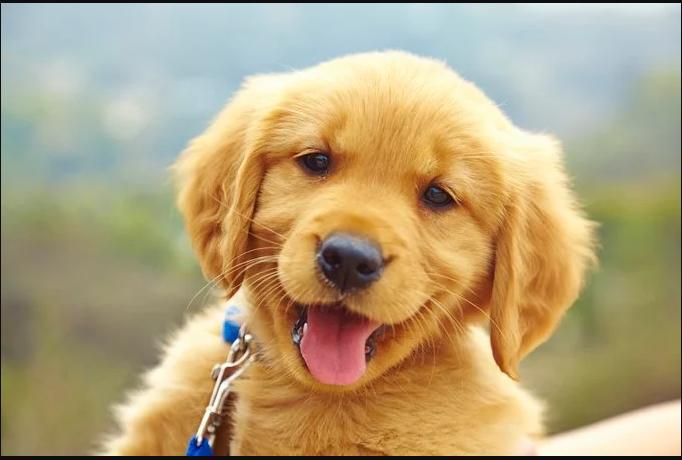 Buying One of the Best Home Raised Puppies in Arthur, IL