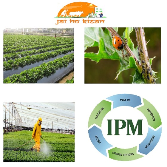 What Is Integrated Pest Management And How Effective It Is In Pest Control?