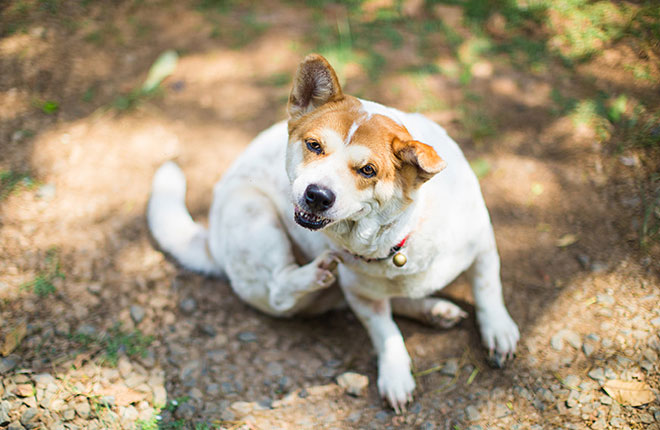 Best Flea Treatment for Dogs