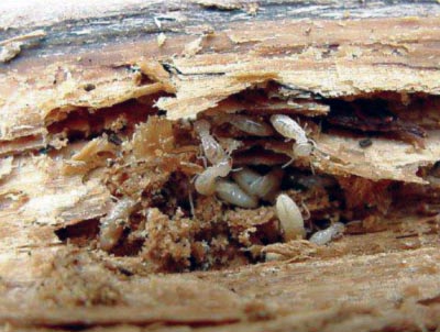 Termite Pest Control in Dombivli-Hire Top pest control services