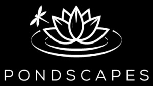 Koi Pond Contractors in Phoenix