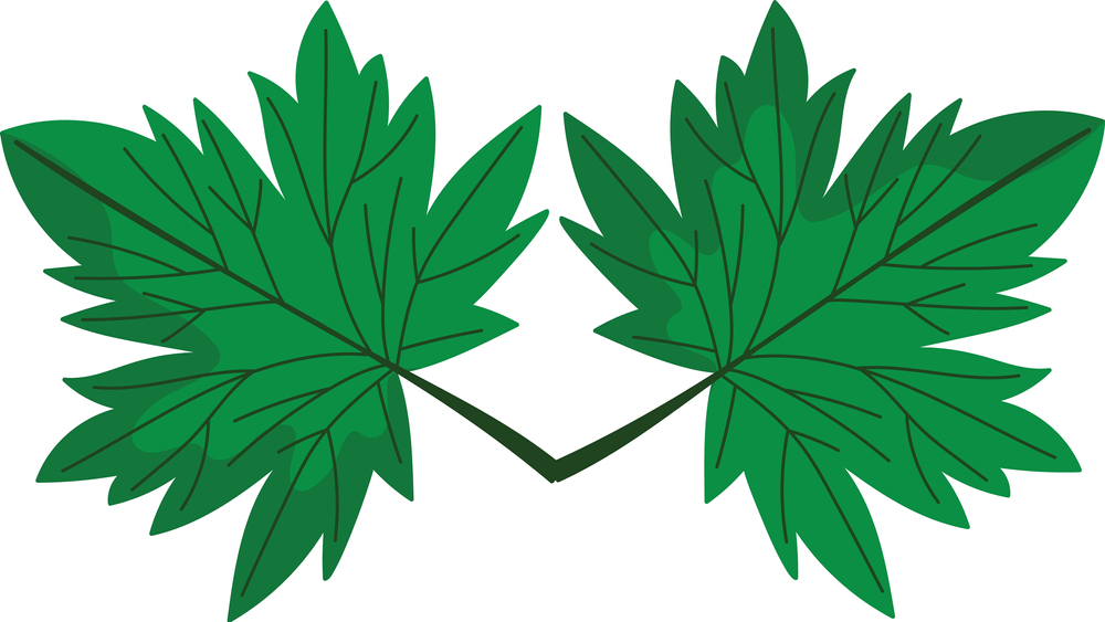 Cannabis Oil- Wonderful Health Benefits To Know