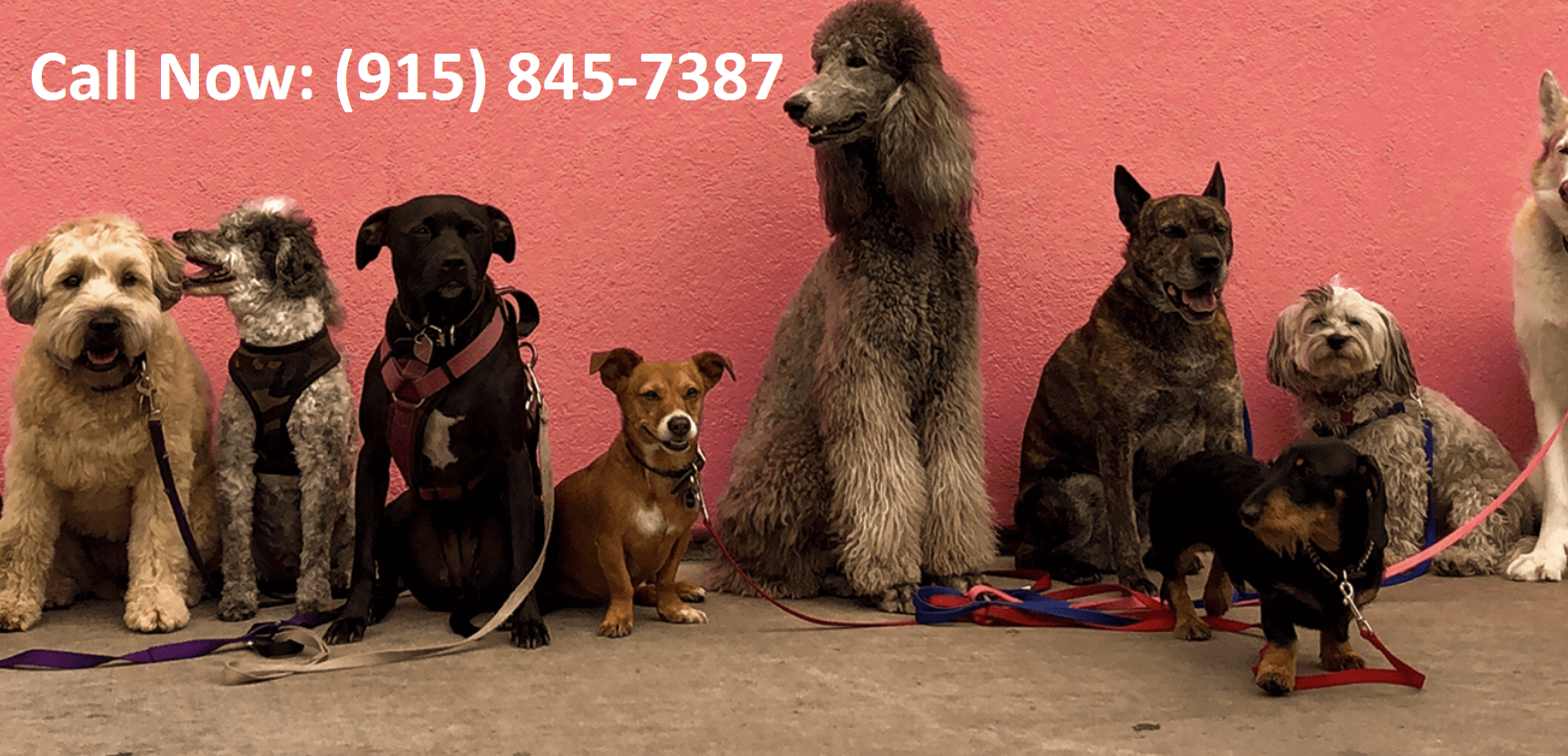 DOG BOARDING EL PASO TEXAS