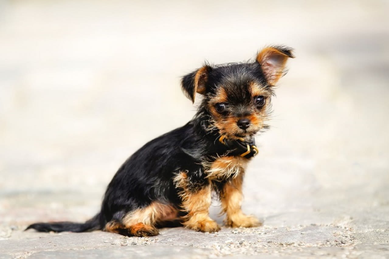 Buying Puppies For Sale at a Pet Store