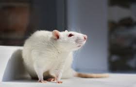 3 Unbeatable Benefits of Ordering Mouse & Rat Models Online