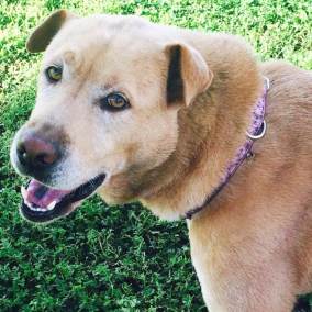 Symptoms of Dog Allergy- All Natural Dog Treats| Texas Pet Company