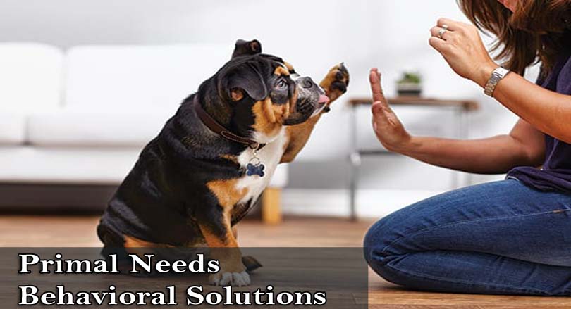 Primal Needs Behavioral Solutions - Dog Training in Mt Shasta
