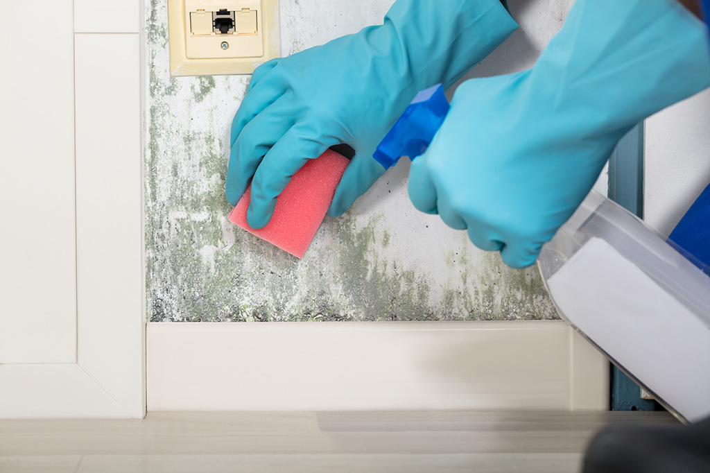 Find The Best Online Platform For Mold Cleaning Service