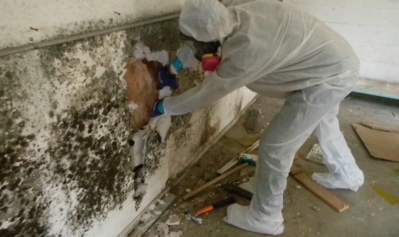 Get Instant Solution for Black Mold Remediation