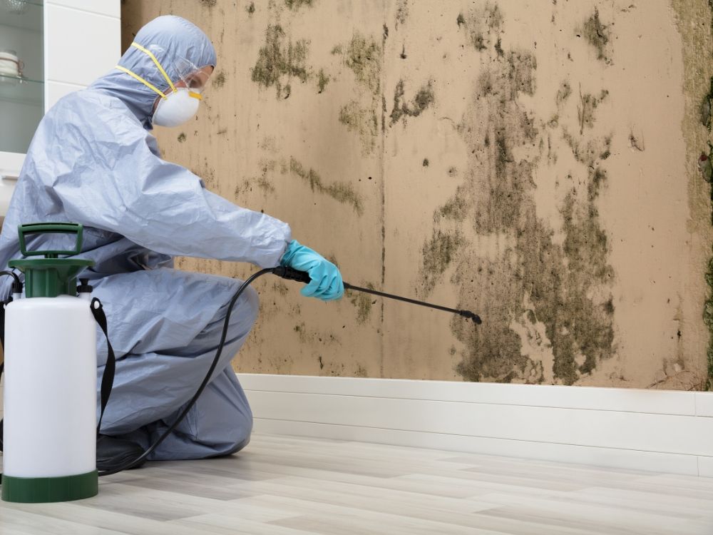 Take Black Mold Remediation By Our Professionals