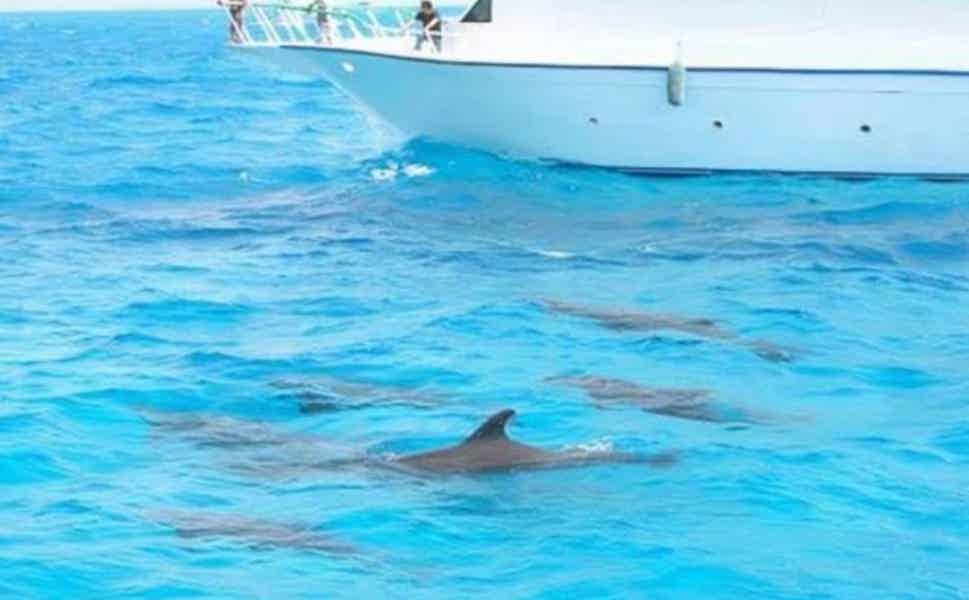 A Dolphin Lover’s Dream: Up-Close Encounters with Charleston Yacht Tours