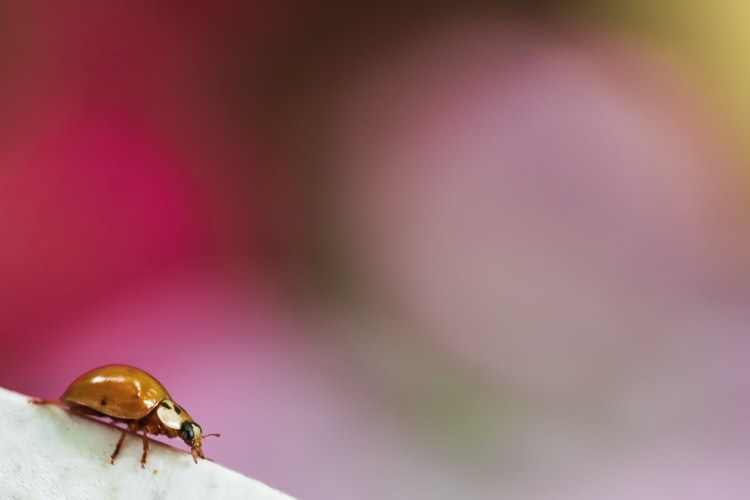 How to Get Rid of Bed Bugs