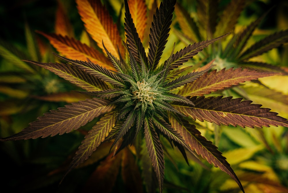 Tips for Buying Cannabis in Canada