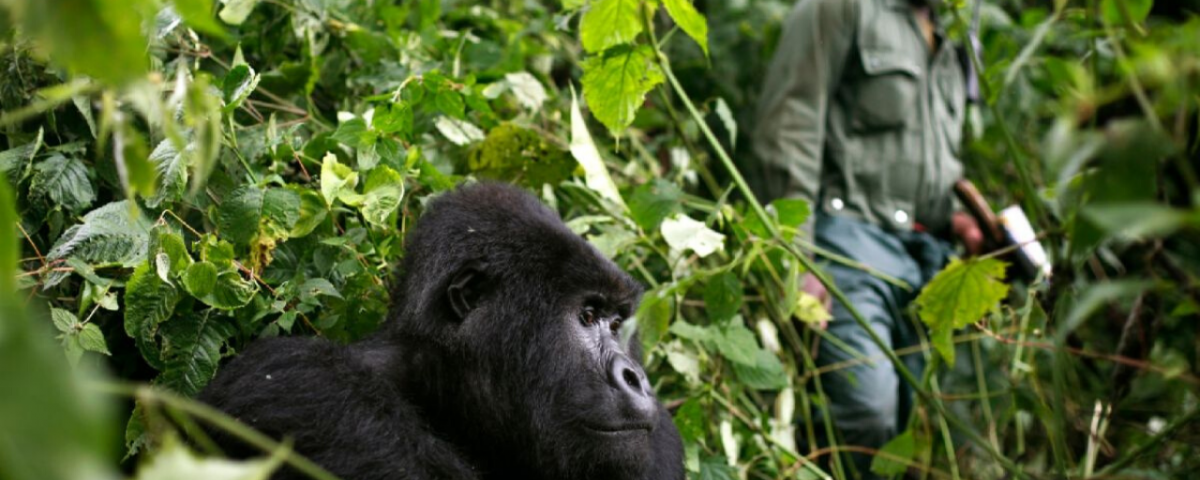 Coronavirus in Uganda: Reschedule your travel to save primate tourism.