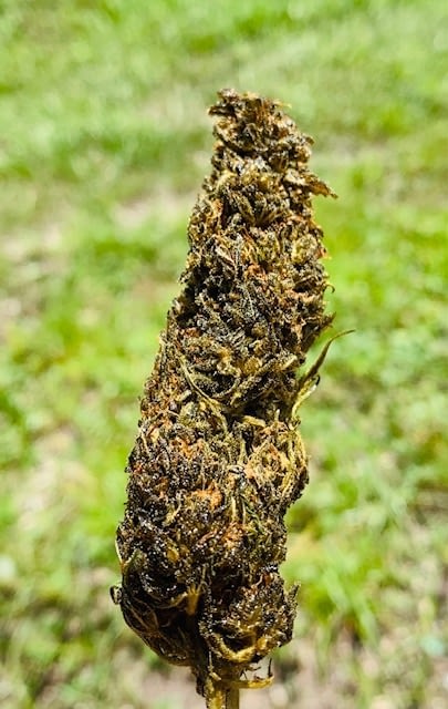 Cherry Abacus D8 - CBD Hemp Flower for SALE