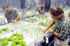 Hydroponics Size, Share, Growth Opportunity & Global Forecast to 2027