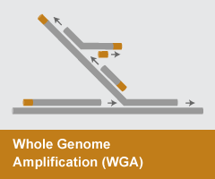 Whole Genome Amplification Market Size, Status, Growth | Industry Analysis Report 2020-2027
