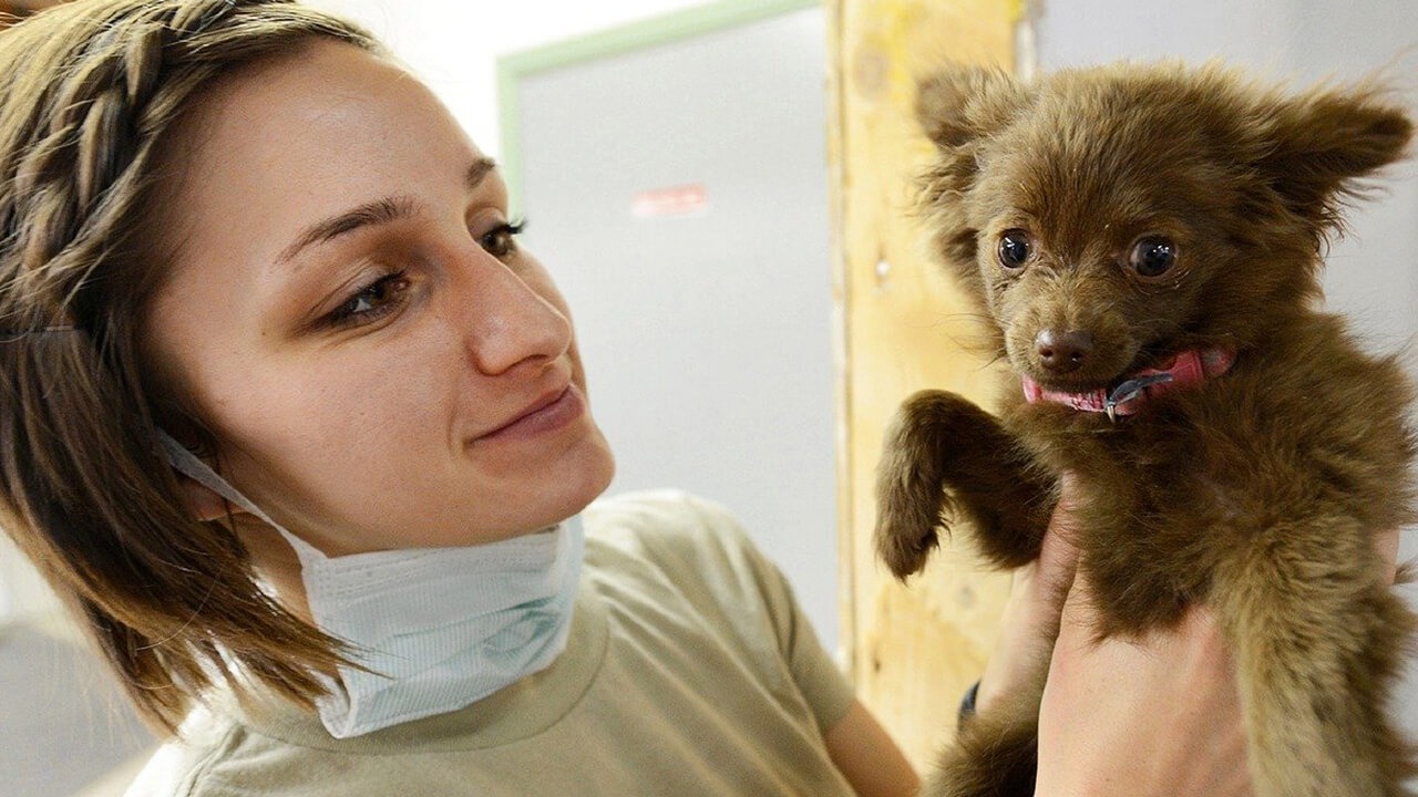 PET GROOMING IN STOCKTON