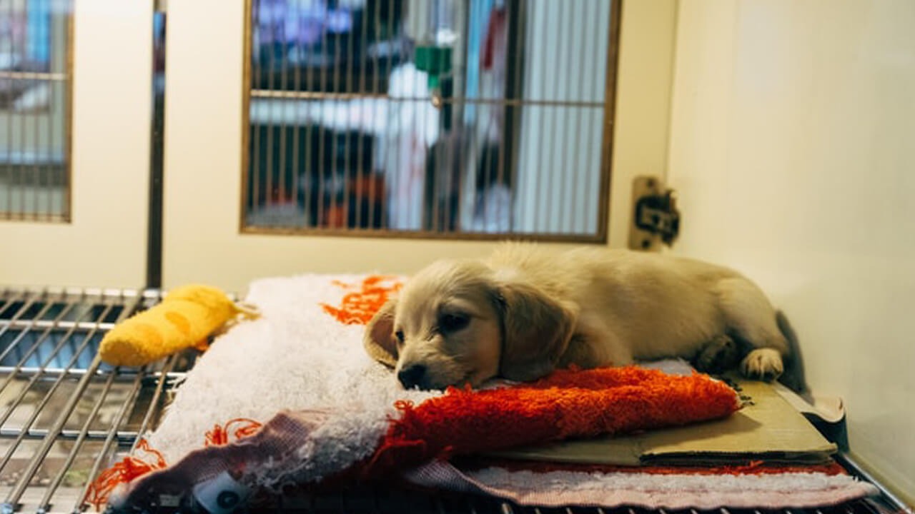 EMERGENCY VET STOCKTON, CA