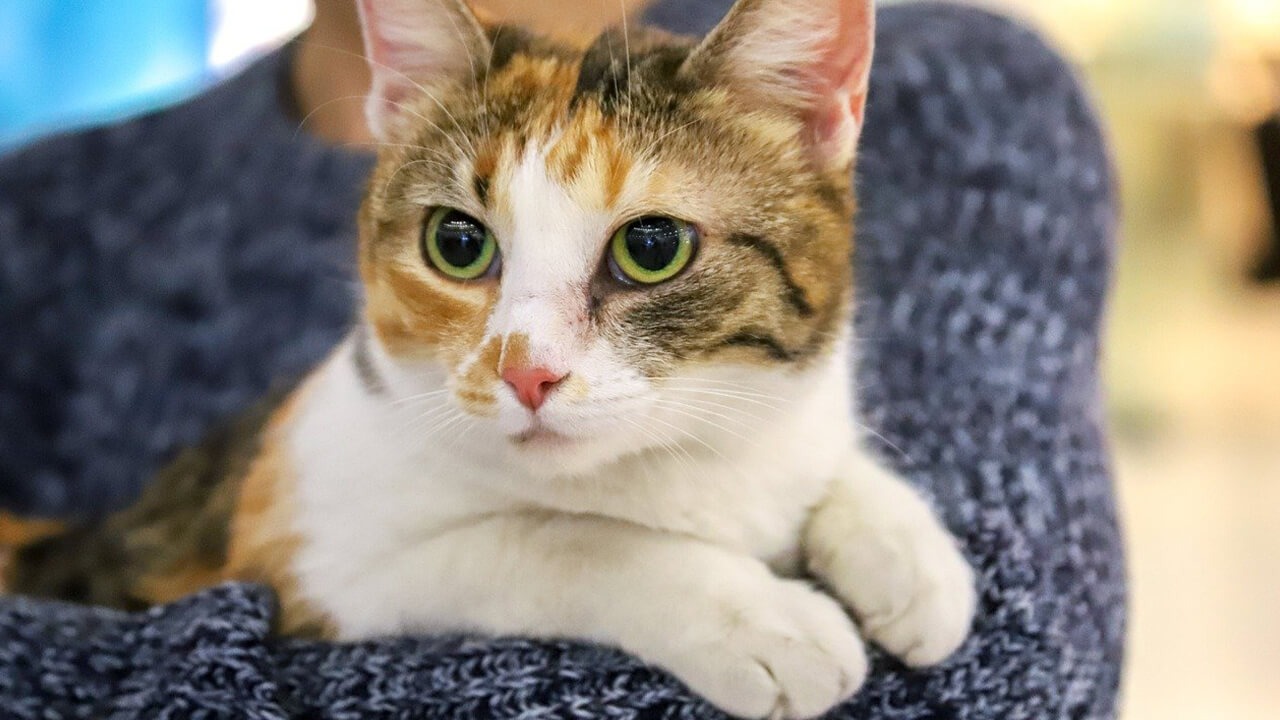 CAT CLINIC STOCKTON