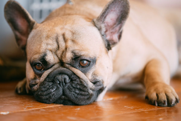 Tramadol for dogs – Uses & Side Effects | Tramadol 100 mg