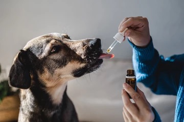 How CBD Can Benefit Your Pet, And How You Can Add It to Their Routine