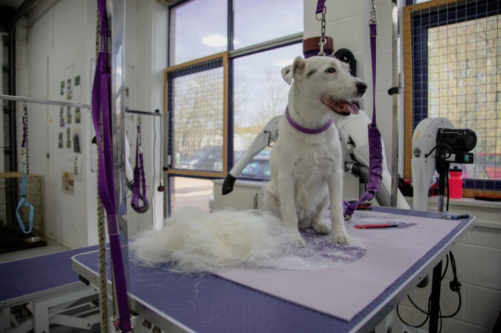 Dog Grooming Service in Spokane WA