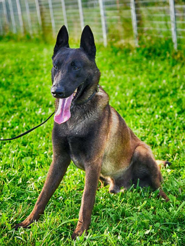Trained Belgian Malinois KNPV Police Dogs