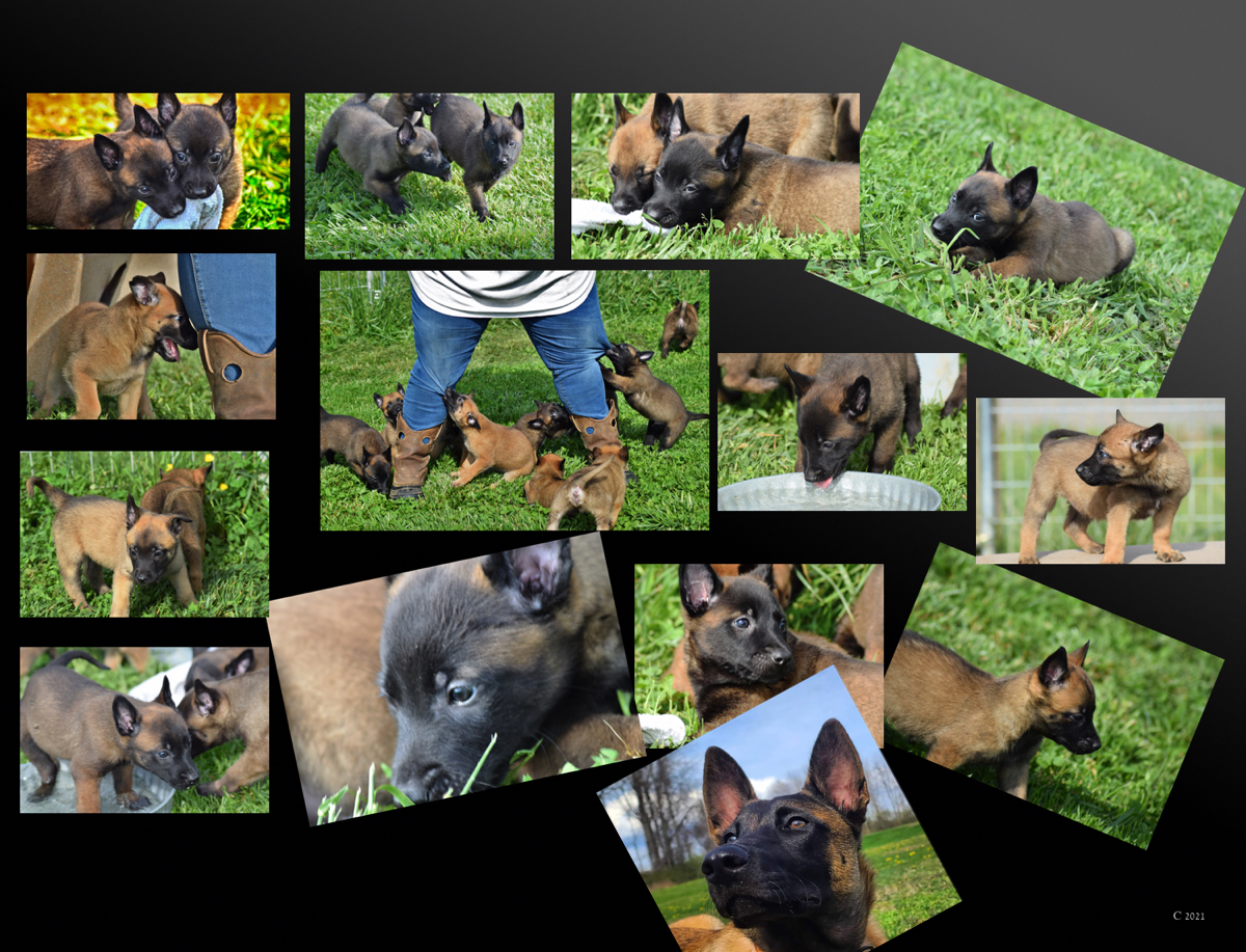 Belgian Malinois Puppies- Buy A Complete Family Dog