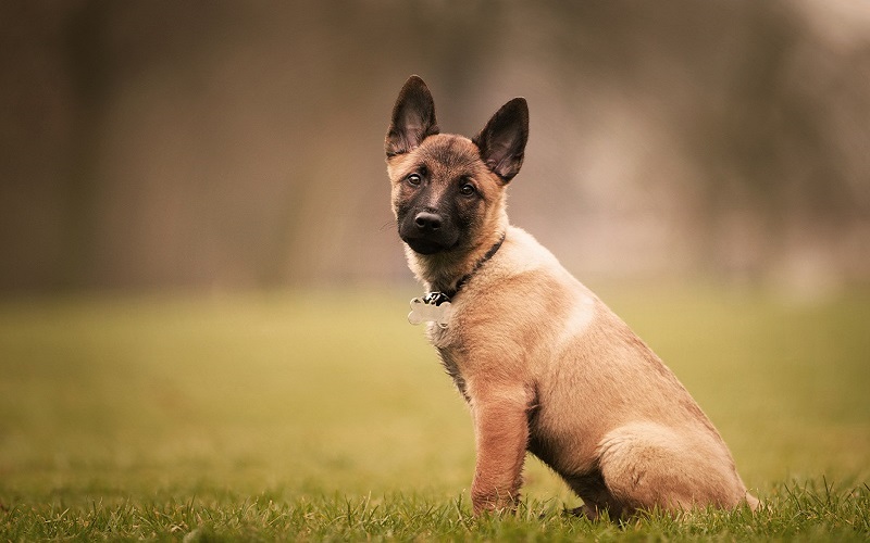 Buy Belgian Malinois Puppies- Reputable Dog Breeders