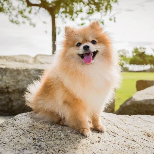 Pet shop in Malviya Nagar