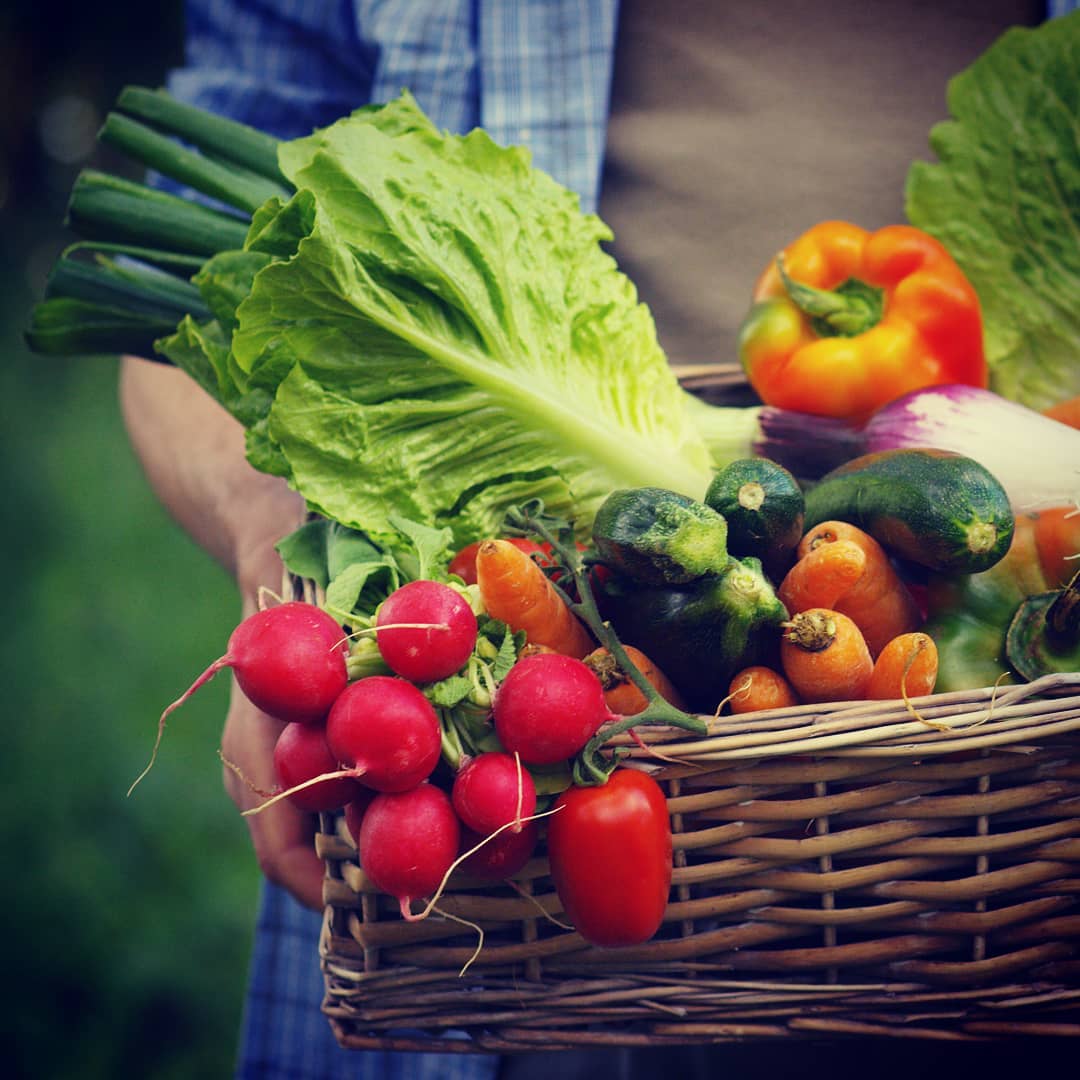 Food Plant Based Education