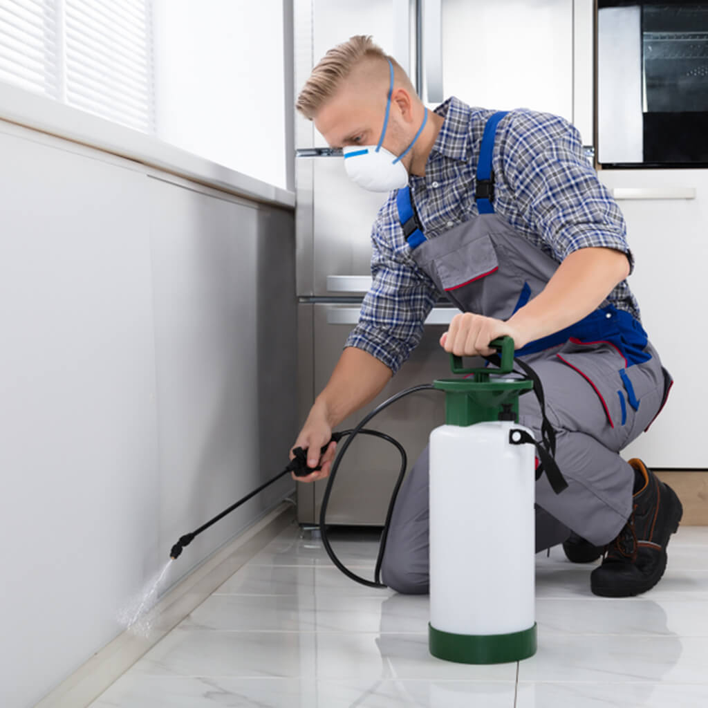 Silverfish Control in Melbourne