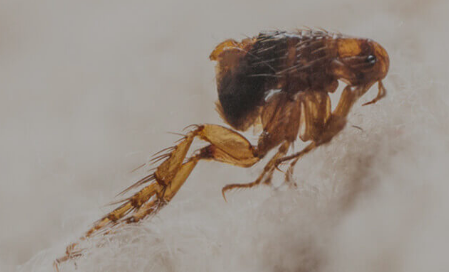 Flea Control in Melbourne - pest control Doctor
