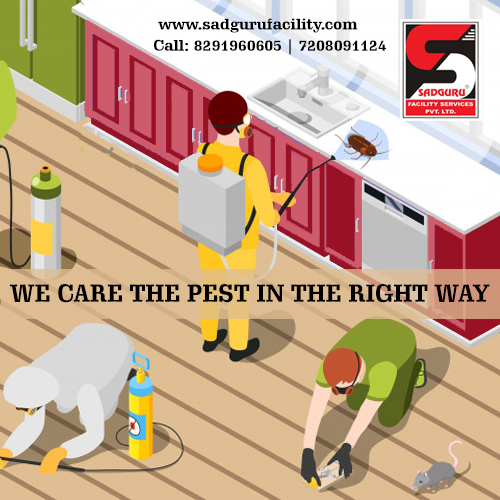 Pest Control Near Me - Sadguru Pest Control