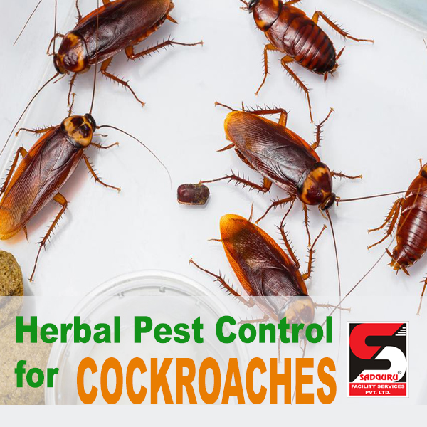 Cockroach Pest Control Services in Mumbai - Sadguru Pest Control